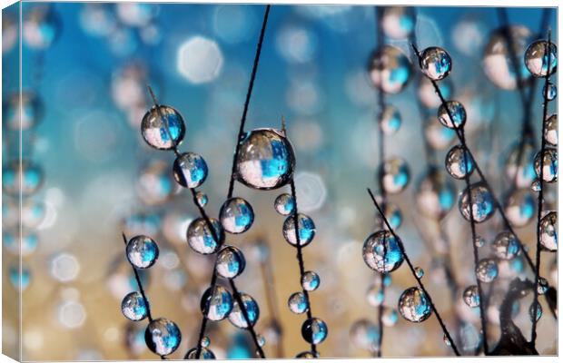 Crazy Grass Seed Drops Canvas Print by Sharon Johnstone