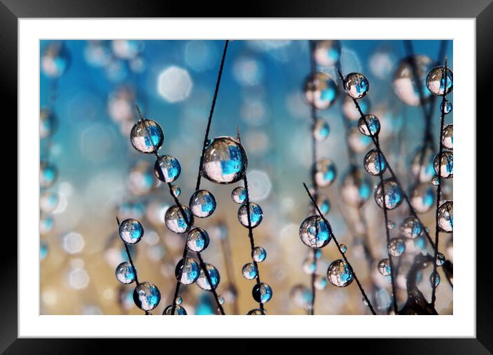 Crazy Grass Seed Drops Framed Mounted Print by Sharon Johnstone