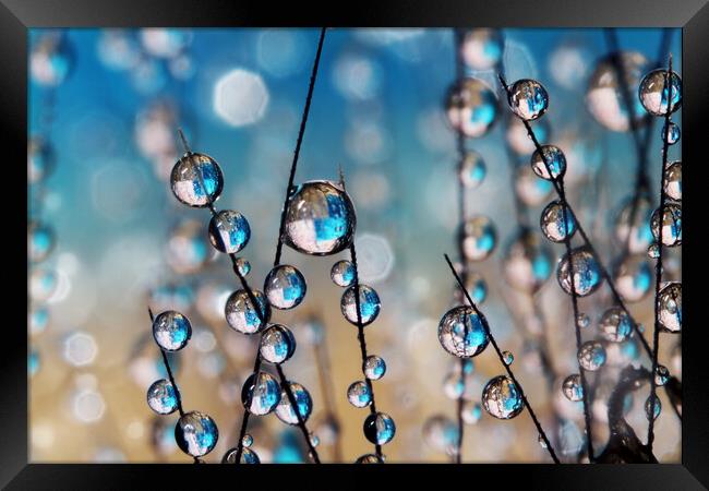 Crazy Grass Seed Drops Framed Print by Sharon Johnstone