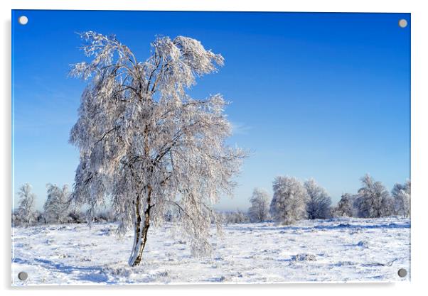 Downy Birch Tree in Moorland In Winter Acrylic by Arterra 