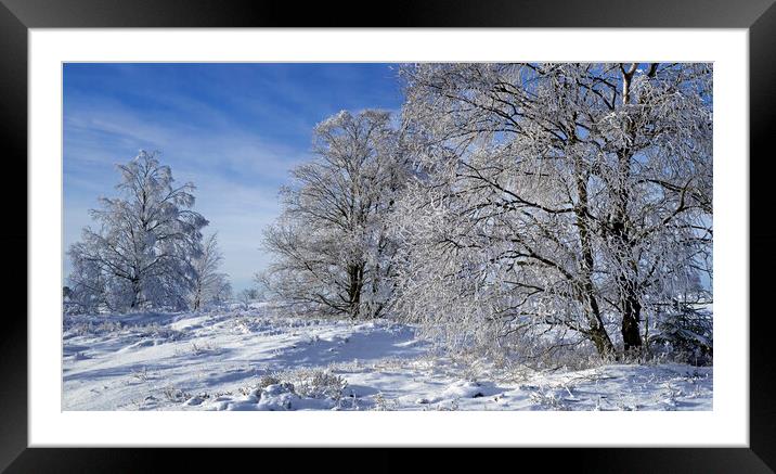 Moor Birch Trees Covered in White Frost Framed Mounted Print by Arterra 