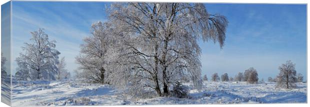 Birch Trees Covered in Hoar Frost in Winter Canvas Print by Arterra 