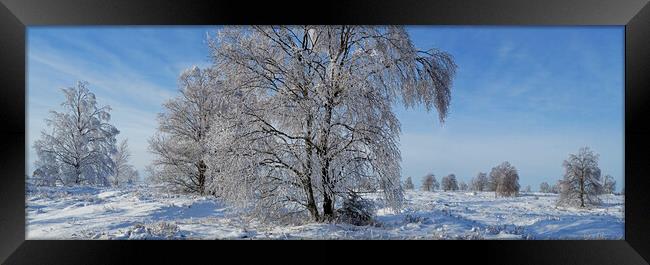 Birch Trees Covered in Hoar Frost in Winter Framed Print by Arterra 