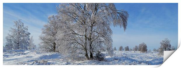 Birch Trees Covered in Hoar Frost in Winter Print by Arterra 