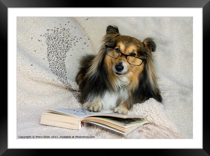 Benji reading a book Framed Mounted Print by Fiona Etkin