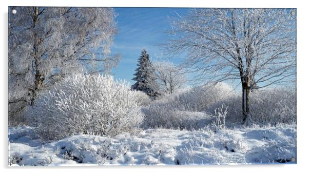 Birch Trees Covered in Hoar Frost in Winter Acrylic by Arterra 