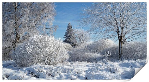 Birch Trees Covered in Hoar Frost in Winter Print by Arterra 
