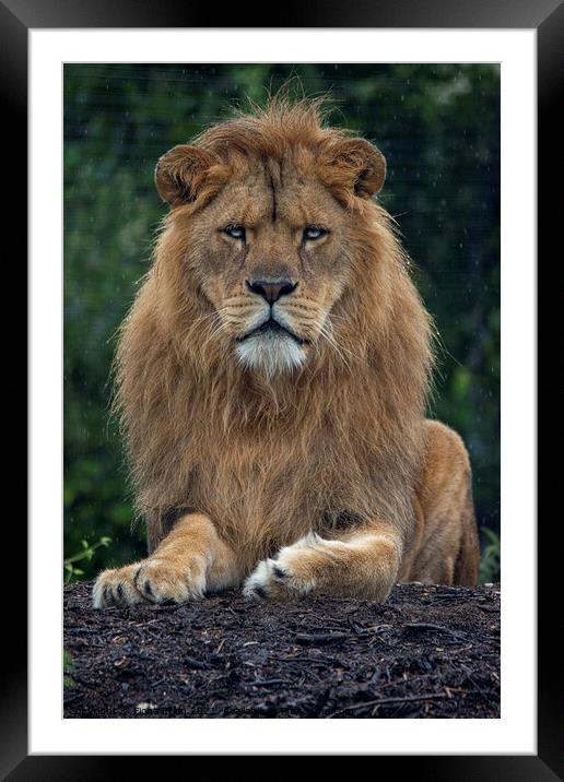 Male lion in the rain Framed Mounted Print by Fiona Etkin