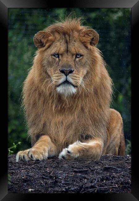 Male lion in the rain Framed Print by Fiona Etkin