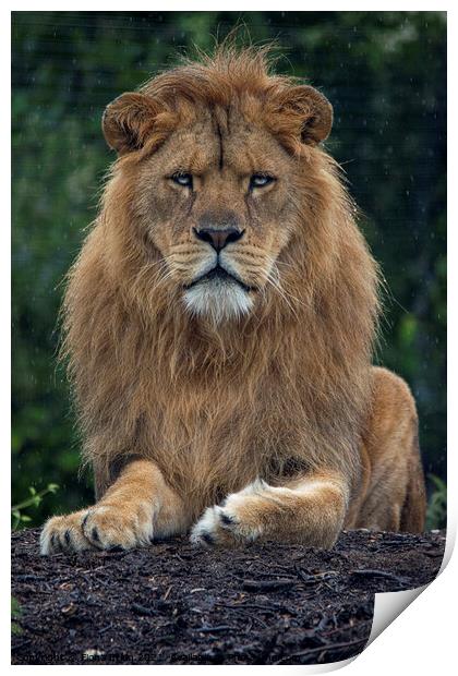 Male lion in the rain Print by Fiona Etkin