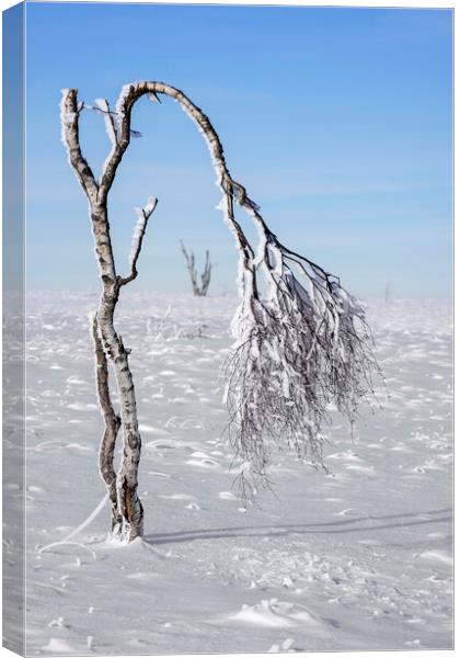 Windswept Birch Tree on Moorland in Winter Canvas Print by Arterra 