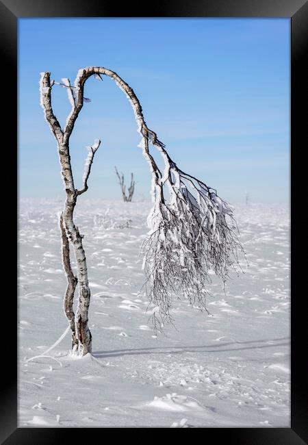 Windswept Birch Tree on Moorland in Winter Framed Print by Arterra 