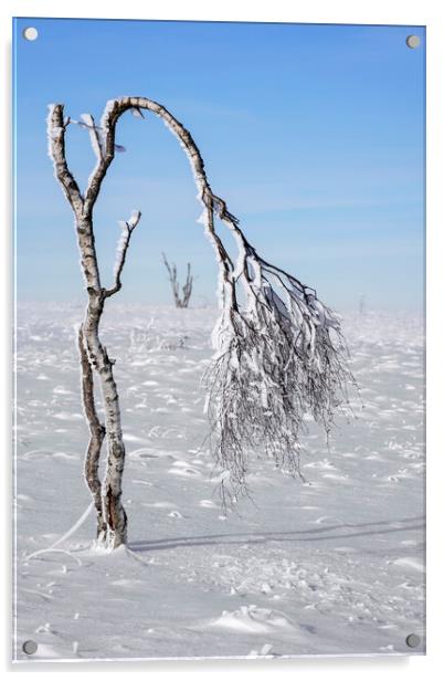 Windswept Birch Tree on Moorland in Winter Acrylic by Arterra 