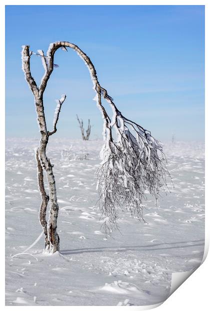 Windswept Birch Tree on Moorland in Winter Print by Arterra 