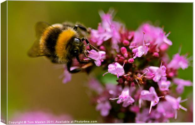 Bee my Beauty Canvas Print by Tom Maslen