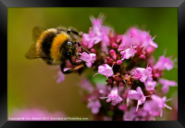 Bee my Beauty Framed Print by Tom Maslen