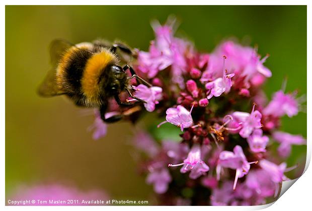 Bee my Beauty Print by Tom Maslen
