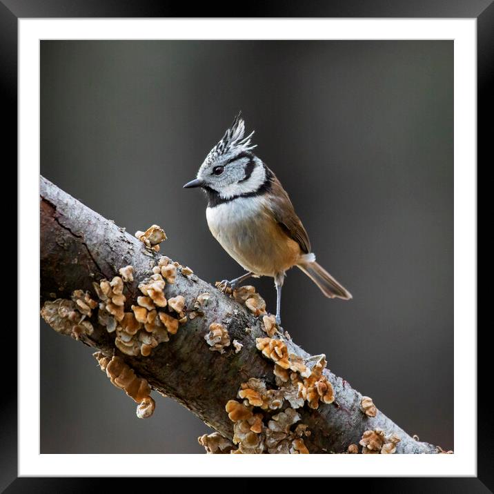 Crested Tit on Branch Framed Mounted Print by Arterra 