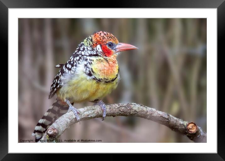 Red and Yellow Barbet  Framed Mounted Print by Fiona Etkin