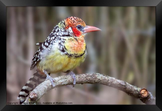 Red and Yellow Barbet  Framed Print by Fiona Etkin