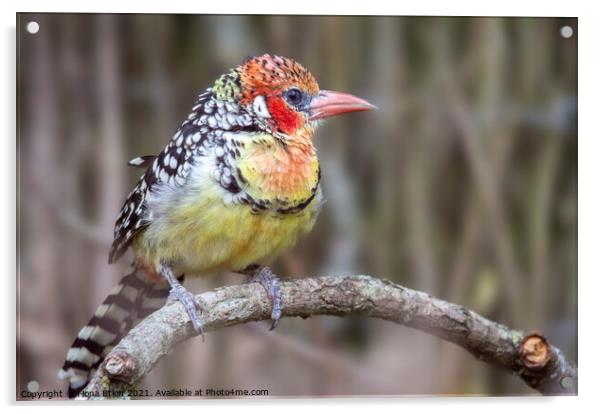 Red and Yellow Barbet  Acrylic by Fiona Etkin