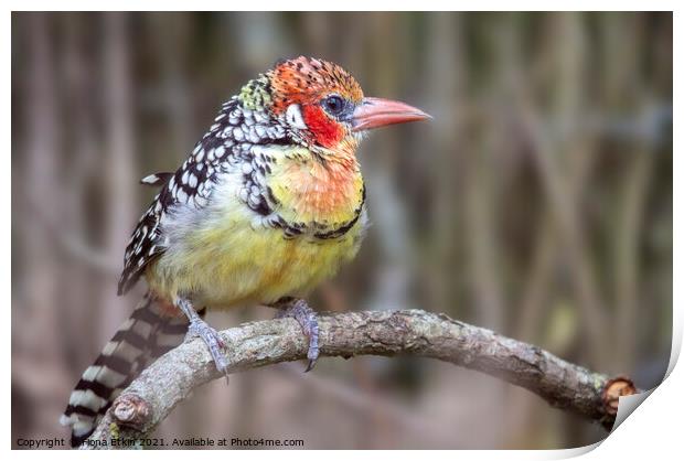 Red and Yellow Barbet  Print by Fiona Etkin