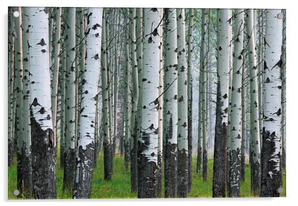 Quaking Aspen Trees Acrylic by Arterra 