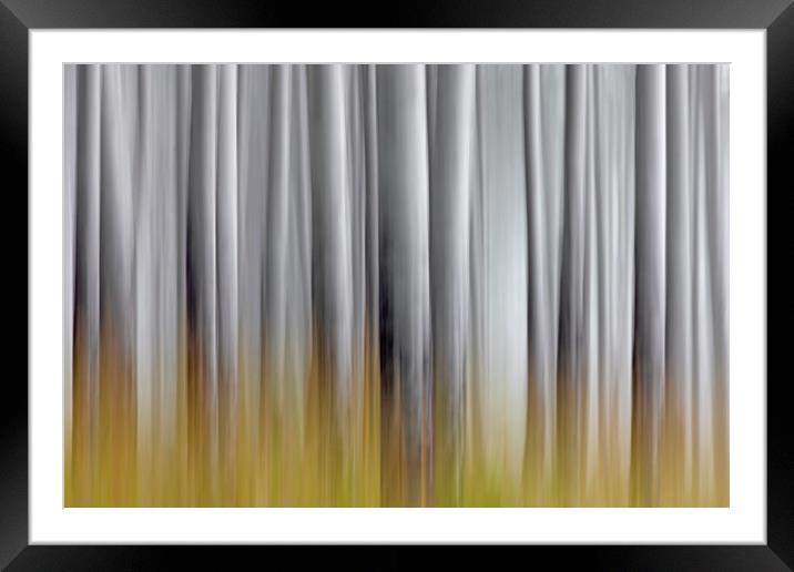 Abstract of White Tree Trunks in Woodland Framed Mounted Print by Arterra 