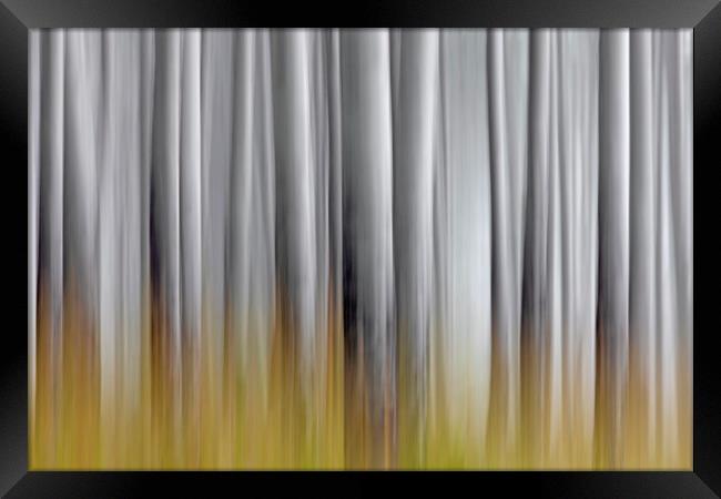 Abstract of White Tree Trunks in Woodland Framed Print by Arterra 
