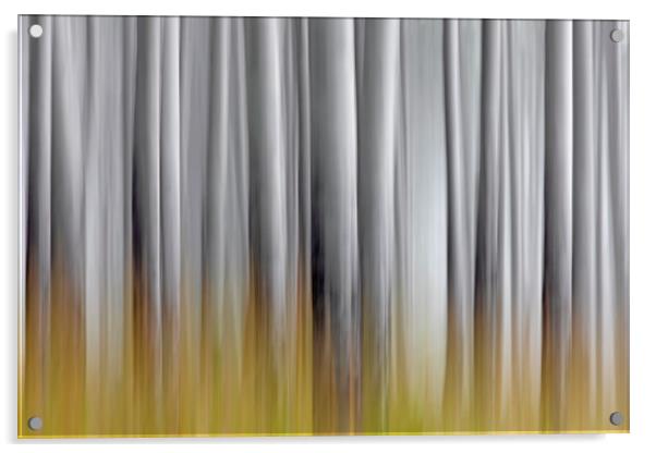 Abstract of White Tree Trunks in Woodland Acrylic by Arterra 