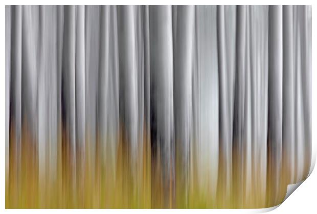 Abstract of White Tree Trunks in Woodland Print by Arterra 