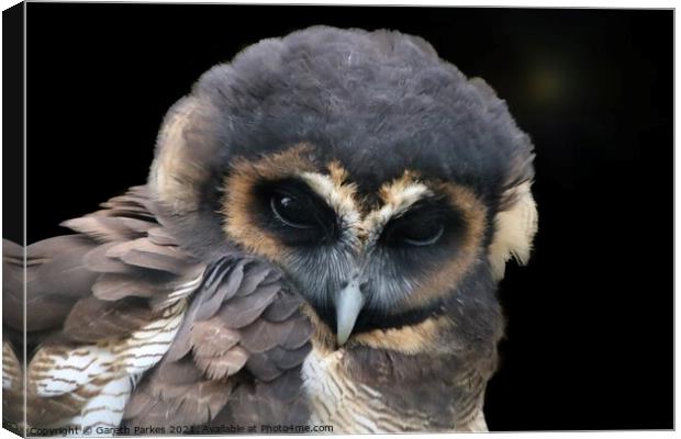 Brown Wood Owl (Strix leptogrammica)  Canvas Print by Gareth Parkes