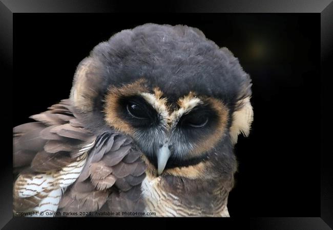 Brown Wood Owl (Strix leptogrammica)  Framed Print by Gareth Parkes