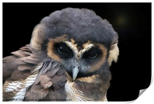 Brown Wood Owl (Strix leptogrammica)  Print by Gareth Parkes