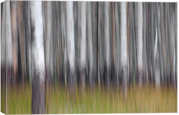 Abstract Forest Canvas Print by Arterra 