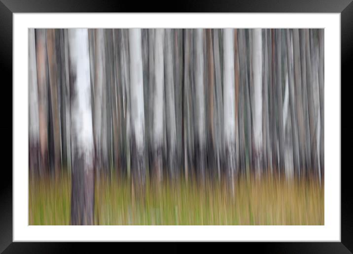 Abstract Forest Framed Mounted Print by Arterra 