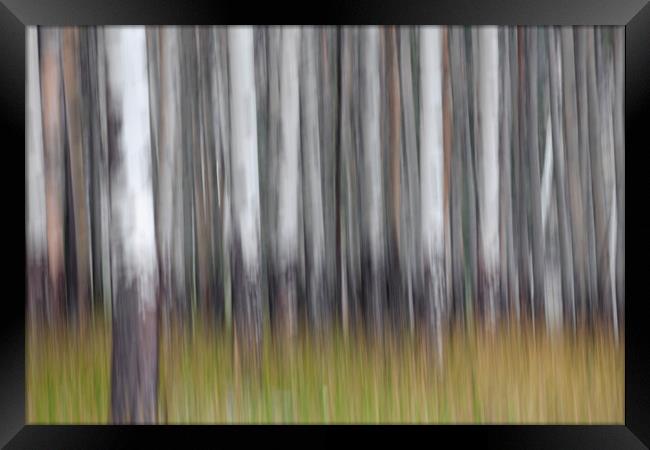 Abstract Forest Framed Print by Arterra 
