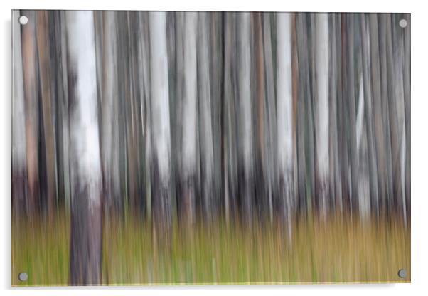 Abstract Forest Acrylic by Arterra 