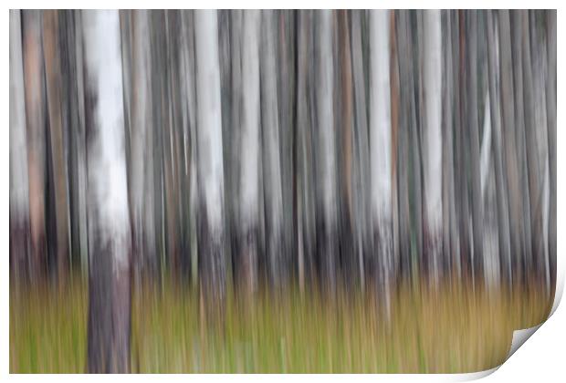 Abstract Forest Print by Arterra 