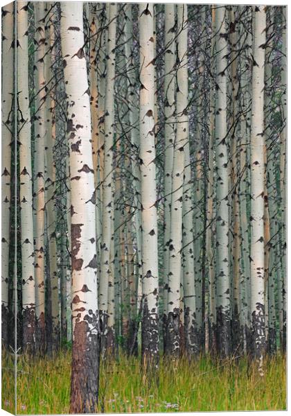 White Poplars in Forest Canvas Print by Arterra 