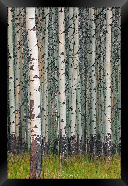 White Poplars in Forest Framed Print by Arterra 