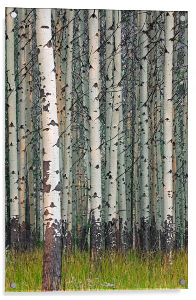 White Poplars in Forest Acrylic by Arterra 