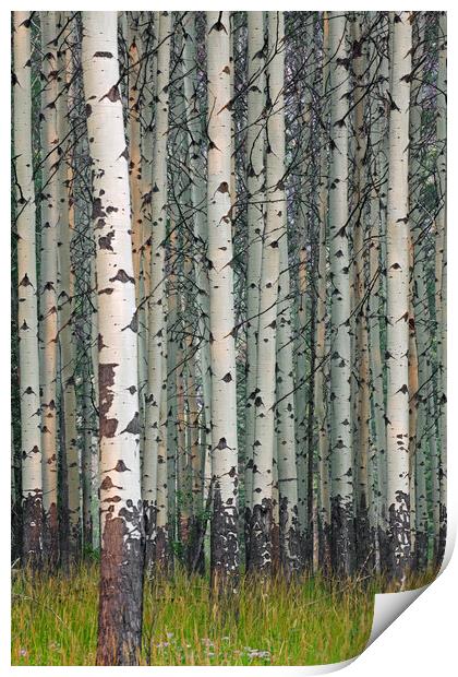 White Poplars in Forest Print by Arterra 