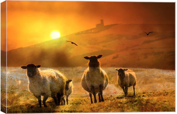 Sheep on the hill sunset Canvas Print by Fiona Etkin