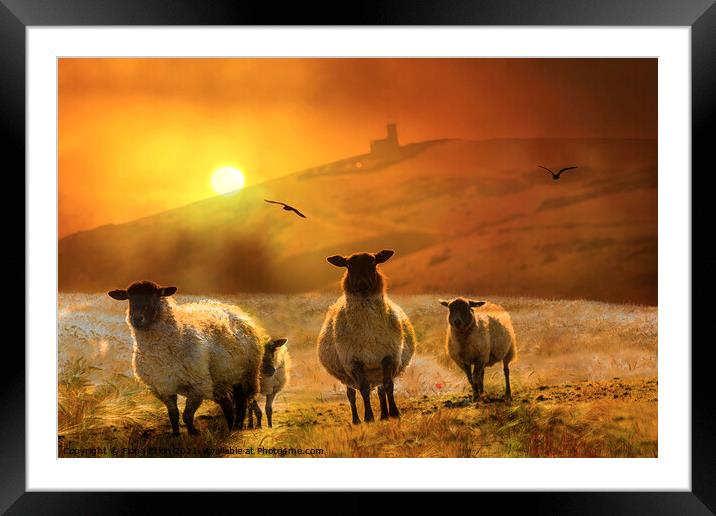 Sheep on the hill sunset Framed Mounted Print by Fiona Etkin