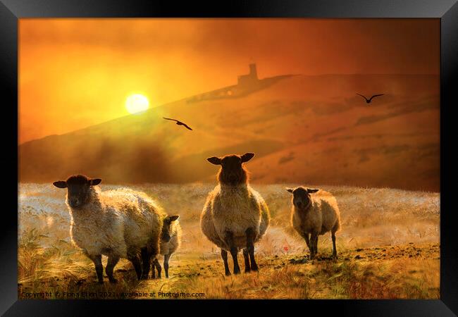 Sheep on the hill sunset Framed Print by Fiona Etkin