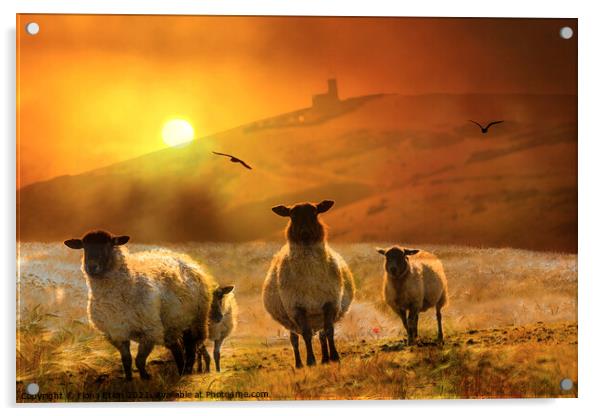 Sheep on the hill sunset Acrylic by Fiona Etkin