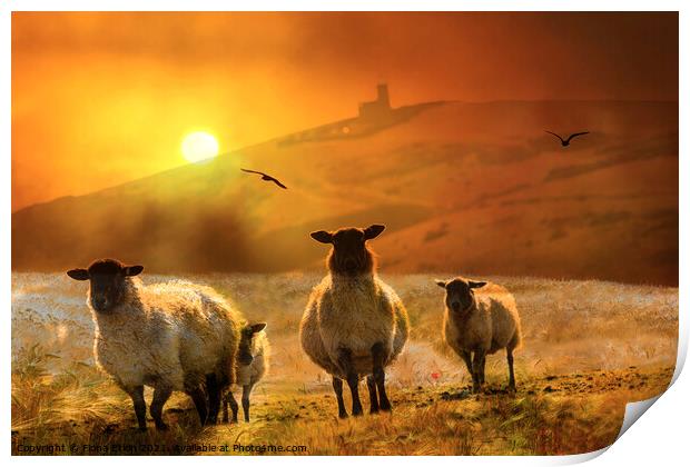 Sheep on the hill sunset Print by Fiona Etkin