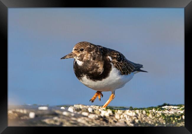 Ruddy Turnstone Framed Print by Arterra 