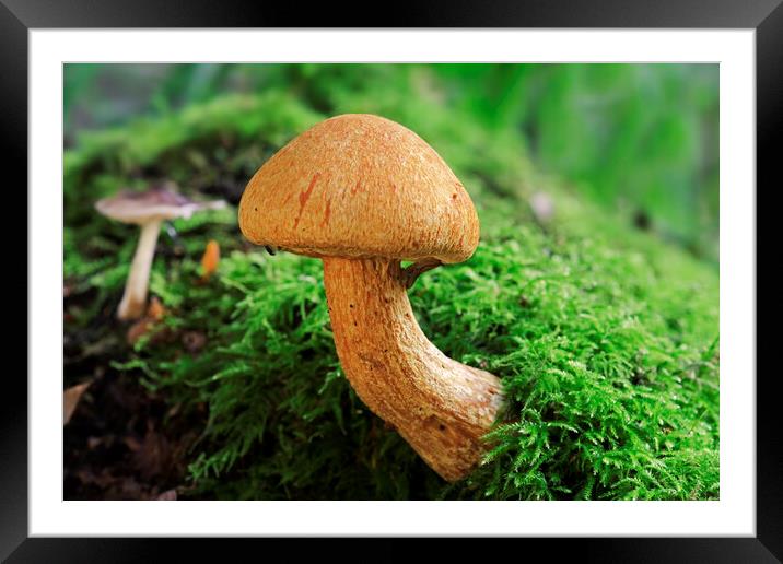 Laughing Cap Mushroom Framed Mounted Print by Arterra 